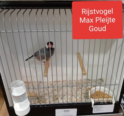 max pleijte